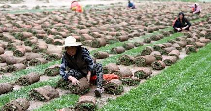 芝生栽培で収入増を目指す　安徽省五河県