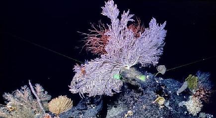 遠洋総合科学調査船「科学」号、マリアナ海溝で「海底の花園」を発見