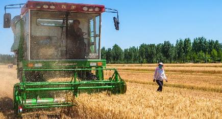 小麦が収穫期迎える　河北省棗強県