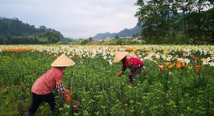 農村観光を活気づけるユリの花　貴州省台江県