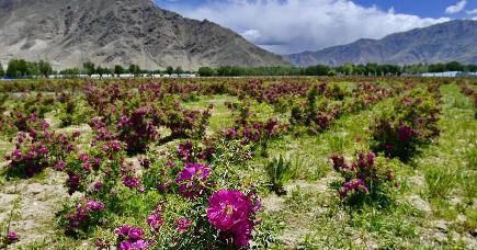 バラの香り漂う高原　チベット自治区ラサ市
