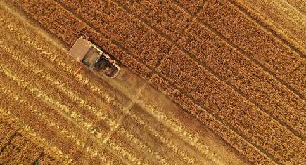 小麦の収穫進む　河北省雄安新区