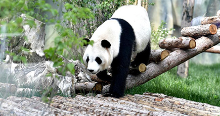 青海省の動物園に初のパンダ館がオープン