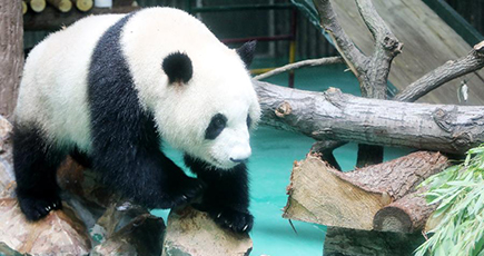 ジャイアントパンダの兄弟「和風」と「星光」、上海に到着