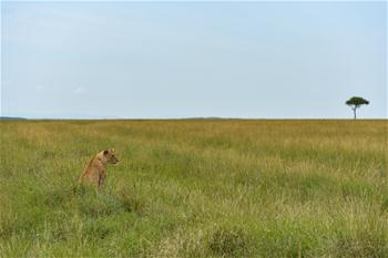 ケニア・マサイマラ国立保護区を訪ねて