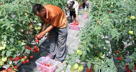 無土壌栽培のトマトが収穫期　重慶市忠県