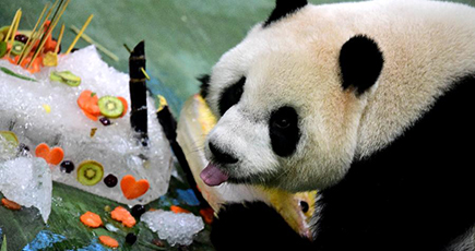 パンダの「円仔」が６歳の誕生日　台北動物園