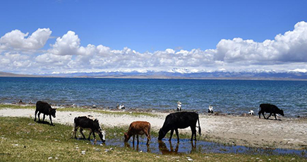 マーナサローワル湖を訪ねて　チベット自治区