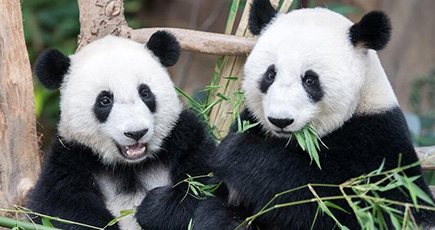 マレーシアで生まれた２番目のパンダ　名前は「誼誼」に
