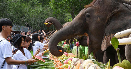 雲南省でアジアゾウ愛護イベント開催　世界ゾウの日
