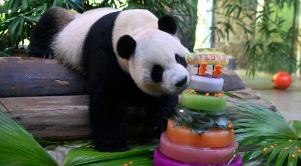 パンダの兄弟が６歳の誕生日　中国海南省