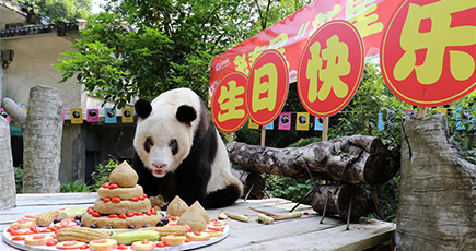 世界最年長のパンダ、３７歳の誕生日を迎える　重慶市