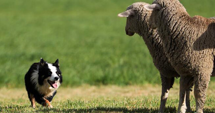 ２００匹が頂点目指す　全米牧羊犬競技会決勝大会、コロラド州で開催