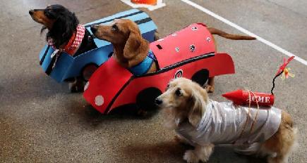 犬の衣装コンテストとドッグレース、米サンフランシスコで開催