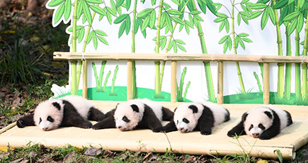 ２組の双子の赤ちゃんパンダ、生後１００日で初めて屋外へ　重慶動物園