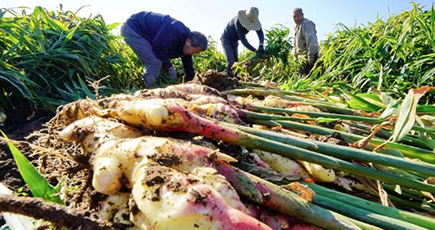 唐山市でショウガの収穫が最盛期　河北省
