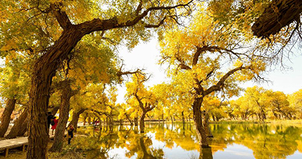 深まる秋　黄金色に染まるコトカケヤナギ林を堪能　内モンゴル自治区