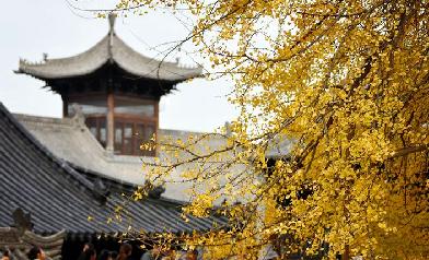 色づいた樹齢１４００年の大イチョウ　陝西省西安市