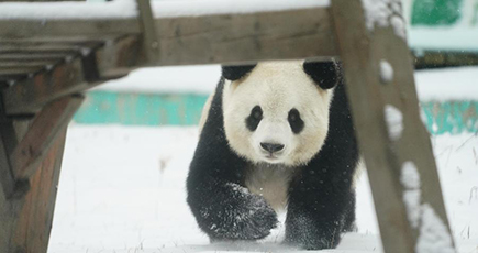 雪の季節を楽しむパンダ　黒竜江省