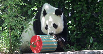 アデレード動物園のパンダの「網網」と「福妮」、５年間滞在延長