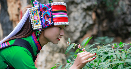 サンシチニンジンがエコ農業の新たな代名詞に　雲南省石林県