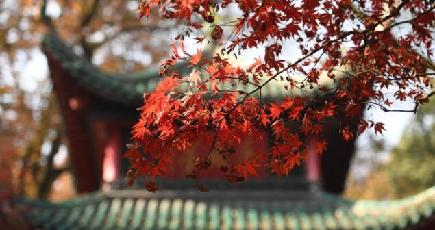 色とりどりの風景を堪能　岳麓山の紅葉が見頃　湖南省長沙市