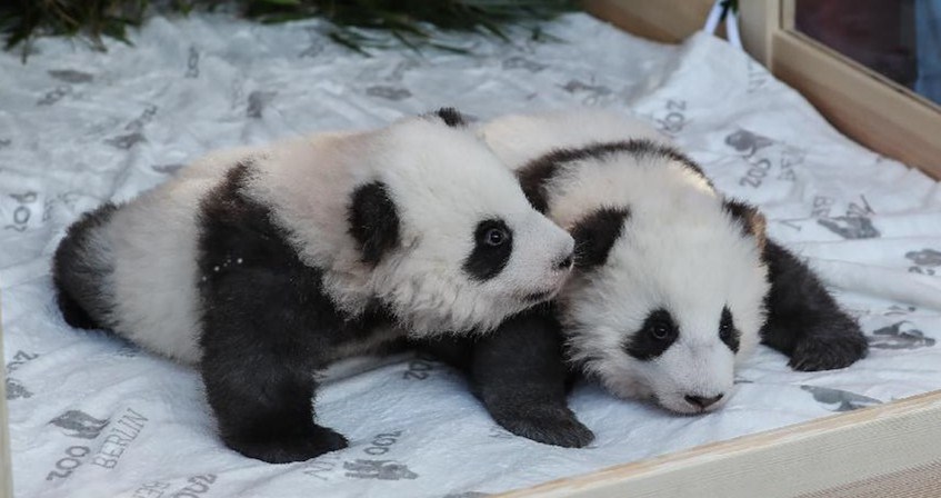 ドイツで生まれた双子のパンダ、名前は「夢想」と「夢円」に