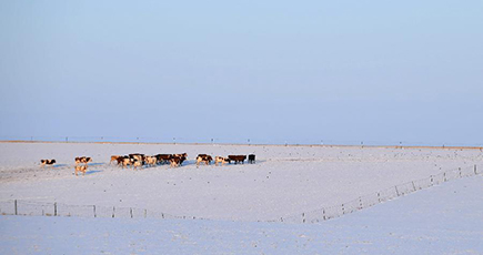 冬のフルンボイル草原を訪ねて　内モンゴル自治区