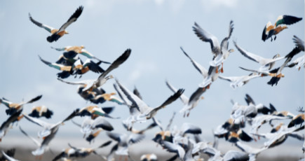 草海国家級自然保護区に冬の渡り鳥が多数飛来　貴州省