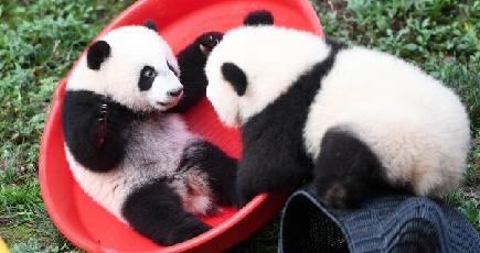 可愛い！４頭の赤ちゃんパンダ、ハーフバースデー迎える　重慶動物園