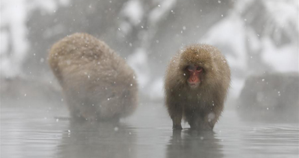 のんびりゆったり、いい湯だな～　温泉を楽しむ野生サル　長野県