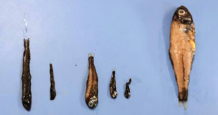 「雪竜２号」、南極で貴重な魚類サンプルを採集