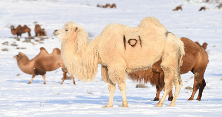 ラクダをテーマとした「万駝園」を訪ねて　新疆ウイグル自治区