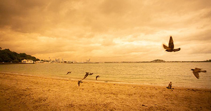 豪森林火災の煙、ＮＺ北島北部を覆う