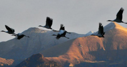 ラサの空を舞うオグロヅル　チベット自治区