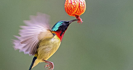 エンビタイヨウチョウの舞　福建省福州市