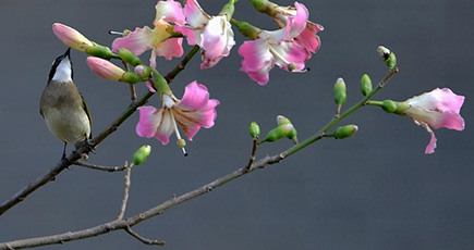 ぽかぽか陽気に包まれて　木々の間を舞い踊るトリたち　福建省