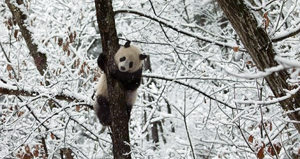 雪の中ではしゃぐパンダ　陝西省仏坪県