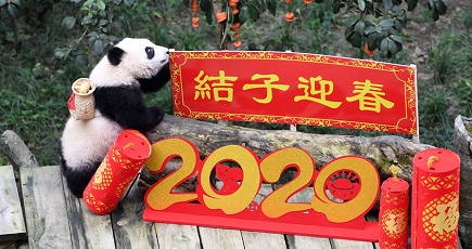 新春を迎えるイベントに赤ちゃんパンダ登場　重慶動物園