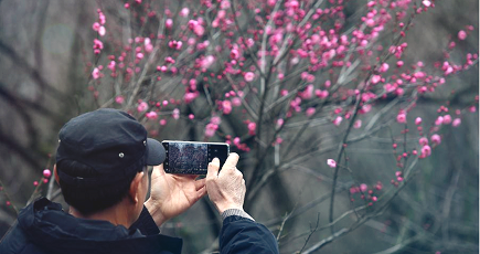 杭州植物園で梅が開花　観賞イベント開催