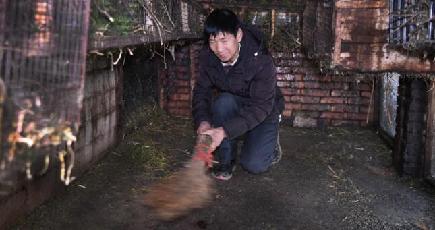 糞は漢方薬の材料に　モモンガ養殖で増収を後押し　陝西省