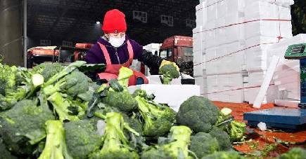 中国の「野菜の里」、野菜の安定供給の確保に尽力　山東省寿光市