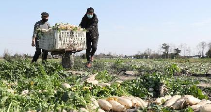 農作業にいそしむ中国各地の農家