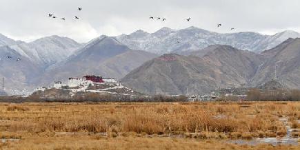 一足早い春の訪れ　鳥たち舞う拉魯湿地　チベット自治区