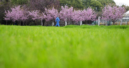 ピンク色の世界にうっとり　武漢大学の桜が開花