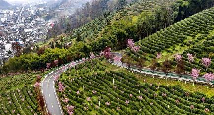 春の雨が野山の花を潤す　陝西省平利県
