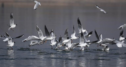 黄河の水辺で戯れる鳥たち　甘粛省永靖県