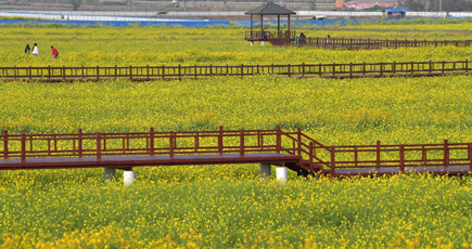 春告げる菜の花が満開　江西省南昌市