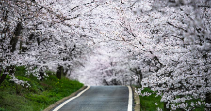 春を告げる桜　貴州省貴安新区