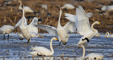 黄河湿地に渡り鳥　内モンゴル自治区
